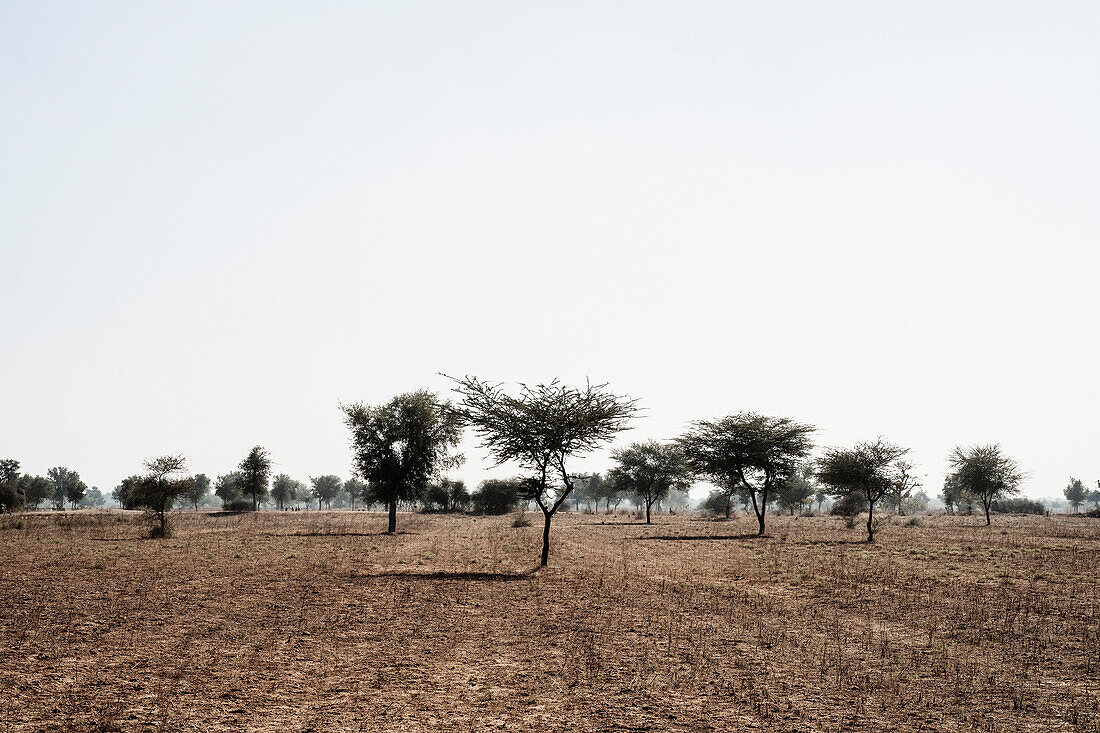 Arid Farm in der Thar-Wüste, Rajasthan, Indien
