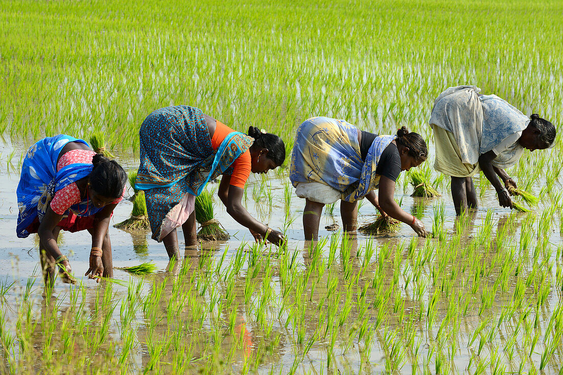 Frauen beim Reisanbau, Südindien