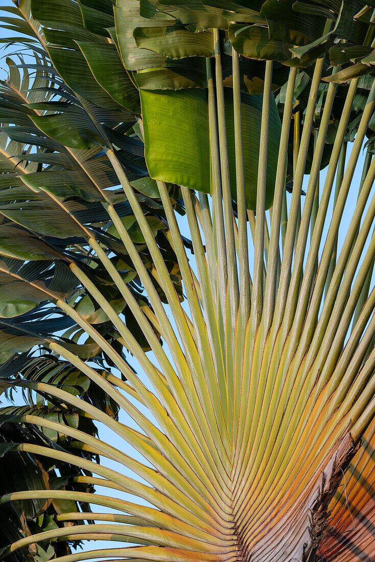 Reisende Palm, Singapur
