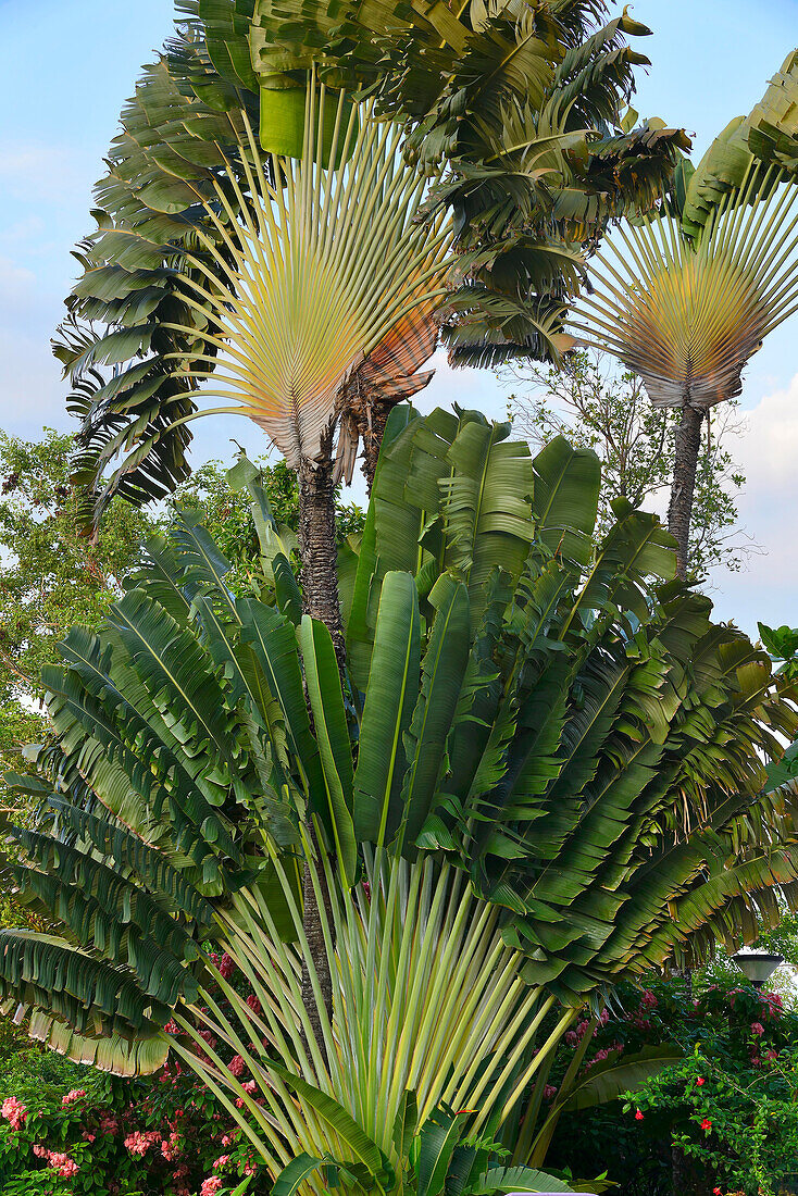 Reisende Palm, Singapur
