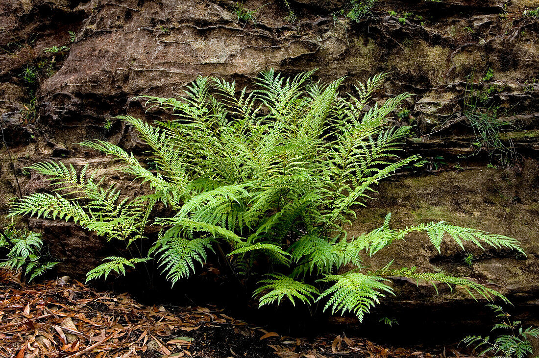 Native ferns, Blue Mountains National Park, NSW, Australia