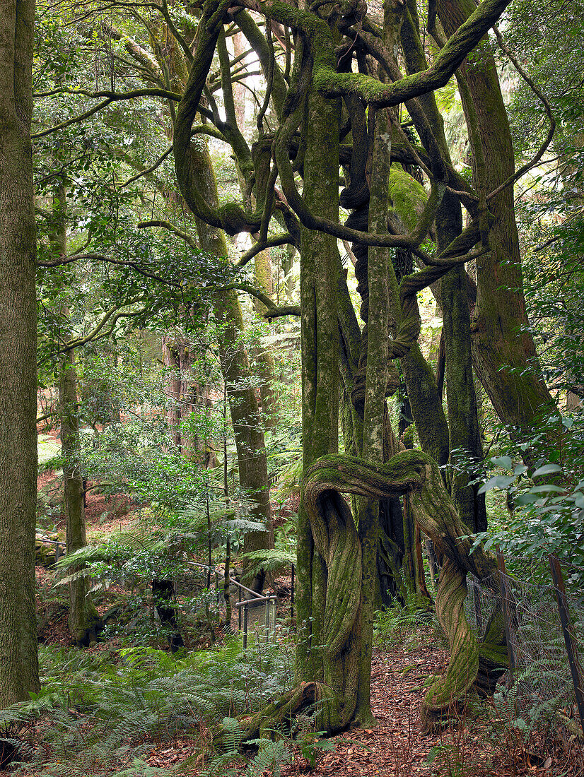 Mt Wilson Regenwald, Blue Mountains, NSW, Australien