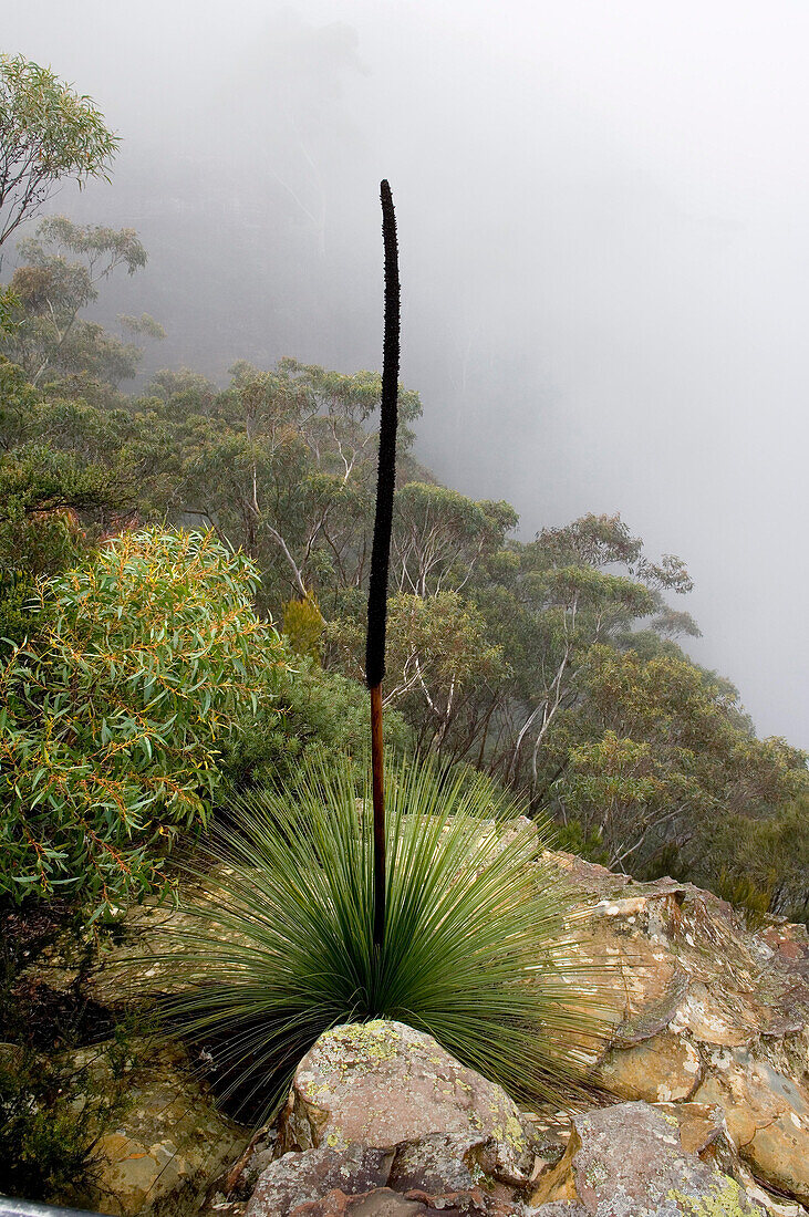 Grasbaum, Xanthorrea im Nebel, Wentworth Falls, Blue Mountains National Park