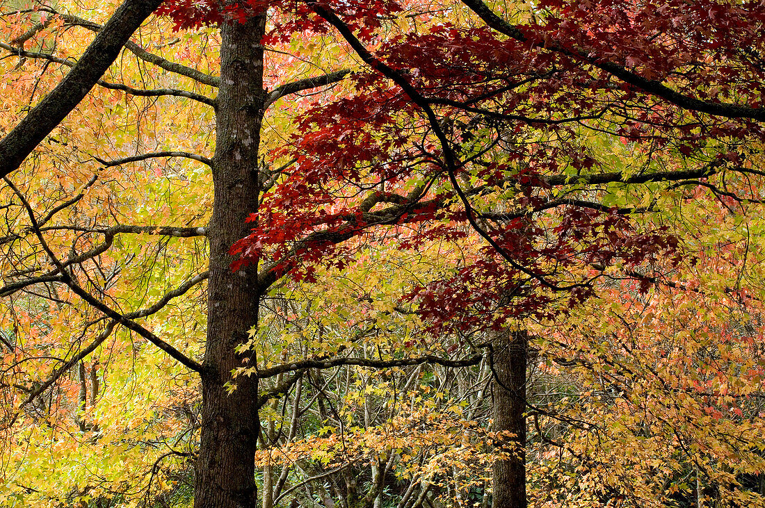 Japanese maples and mist,autumn, Mt Wilson, Blue Mountains, NSW, Australia