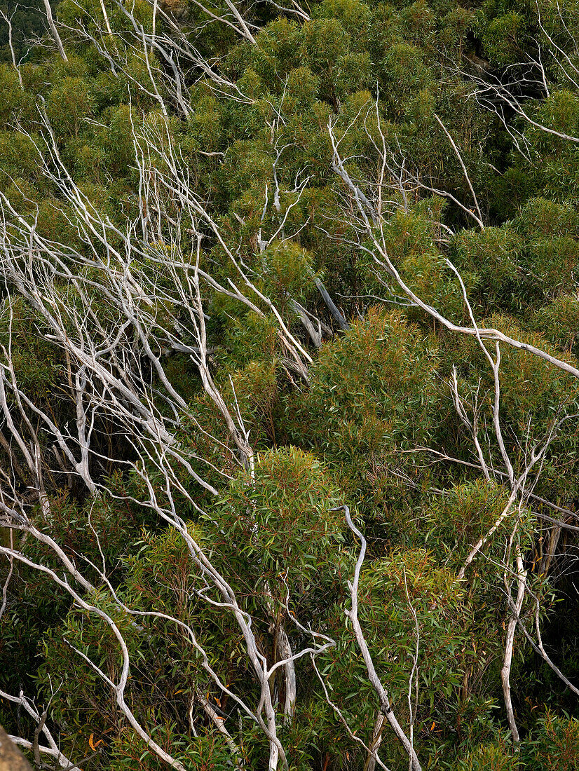 Neues Eukalyptuswachstum mit alten toten gebleichten Ästen nach Buschfeuer, Blue Mountai