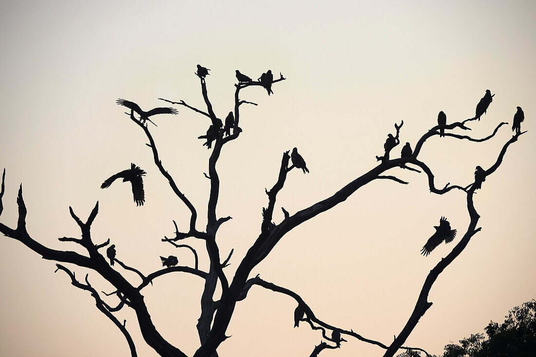 Black Hawks, Taj Mahal, Agra, India