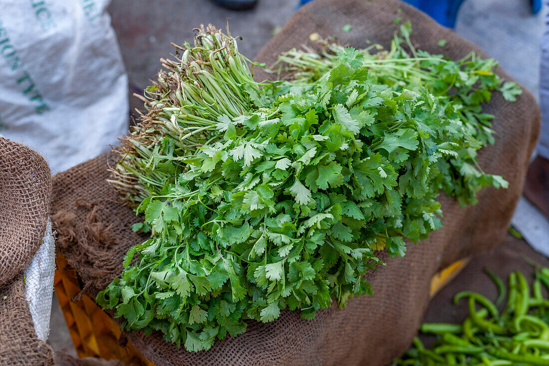 Coriander, Pahar Ganj Market, Delhi, India