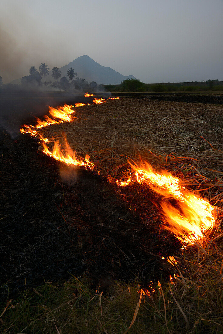 Cornfield burn off, Arunachala, Thiruvannamalai, South India