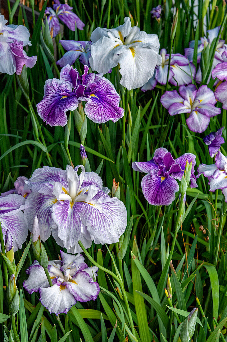 Japanische Irisblumen, Maekawa Iris Festival, Itako City, Japan