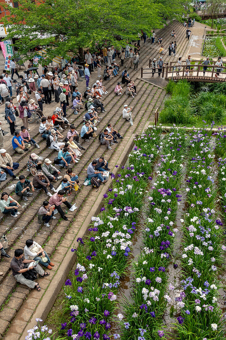 Maekawa Iris festival, Itako City, Japan