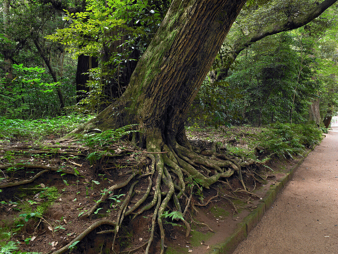 Kashima Jingu old cedar forest, Kashima Jingu, Japan