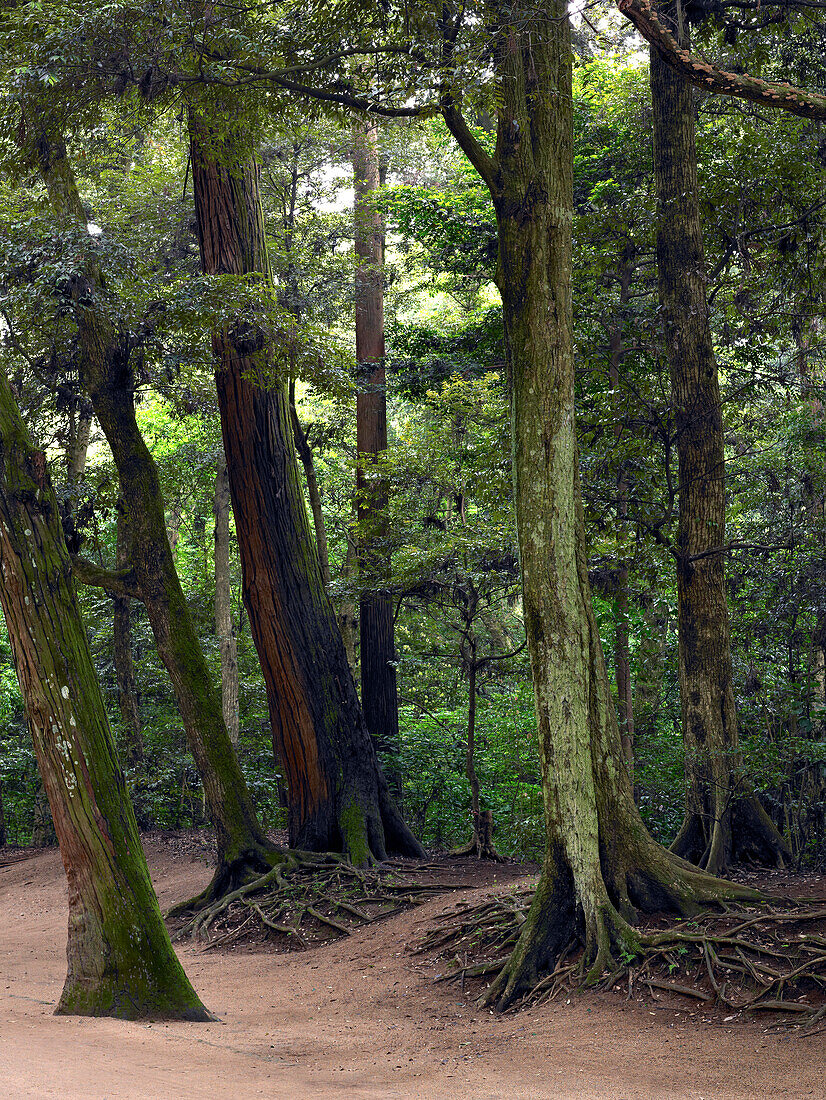 Kashima Jingu old cedar forest, Kashima Jingu, Japan