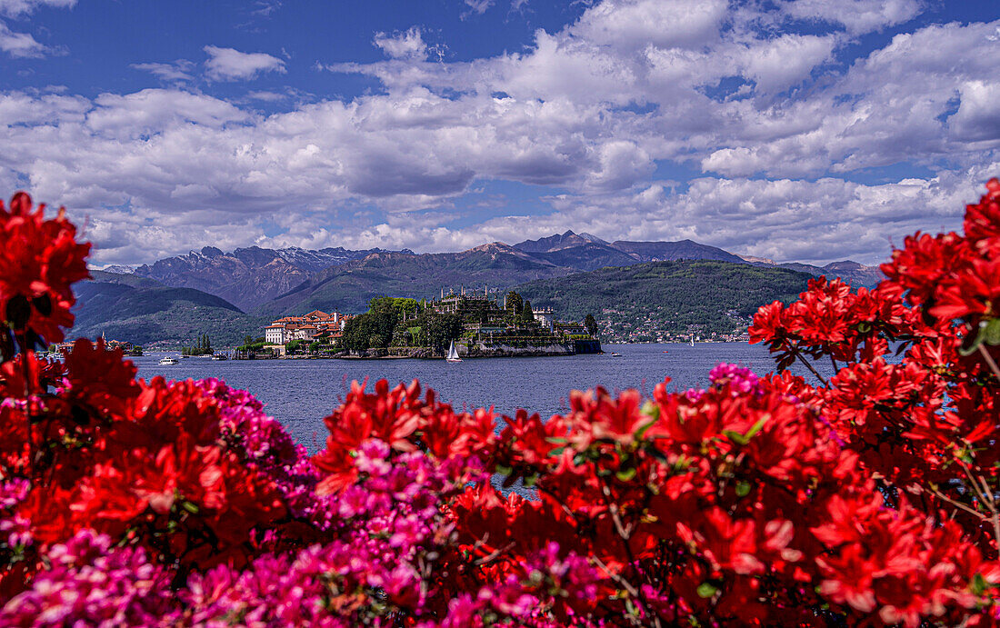 Azaleen auf der Seepromenade in Stresa und Blick zur Isola Bella, Lago Maggiore, Piemont, Italien