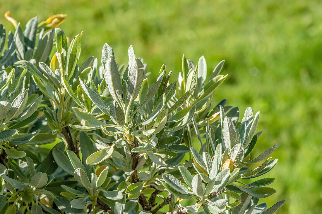 Honig-Salbei (Salvia Nevadensis), Pflanze