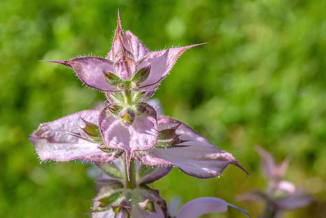 Muskateller Salbei (Salvia Sclarea), Blüte