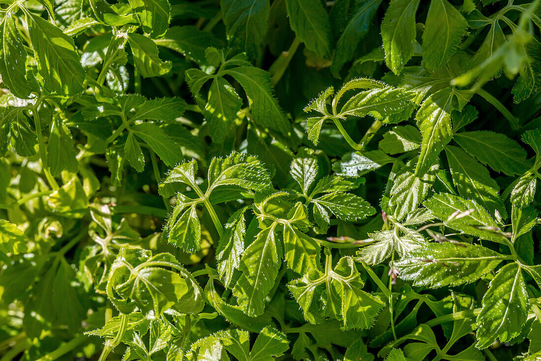 Close up of a Jiaogulan herb of immortality plant, Gynostemma pentaphyllum