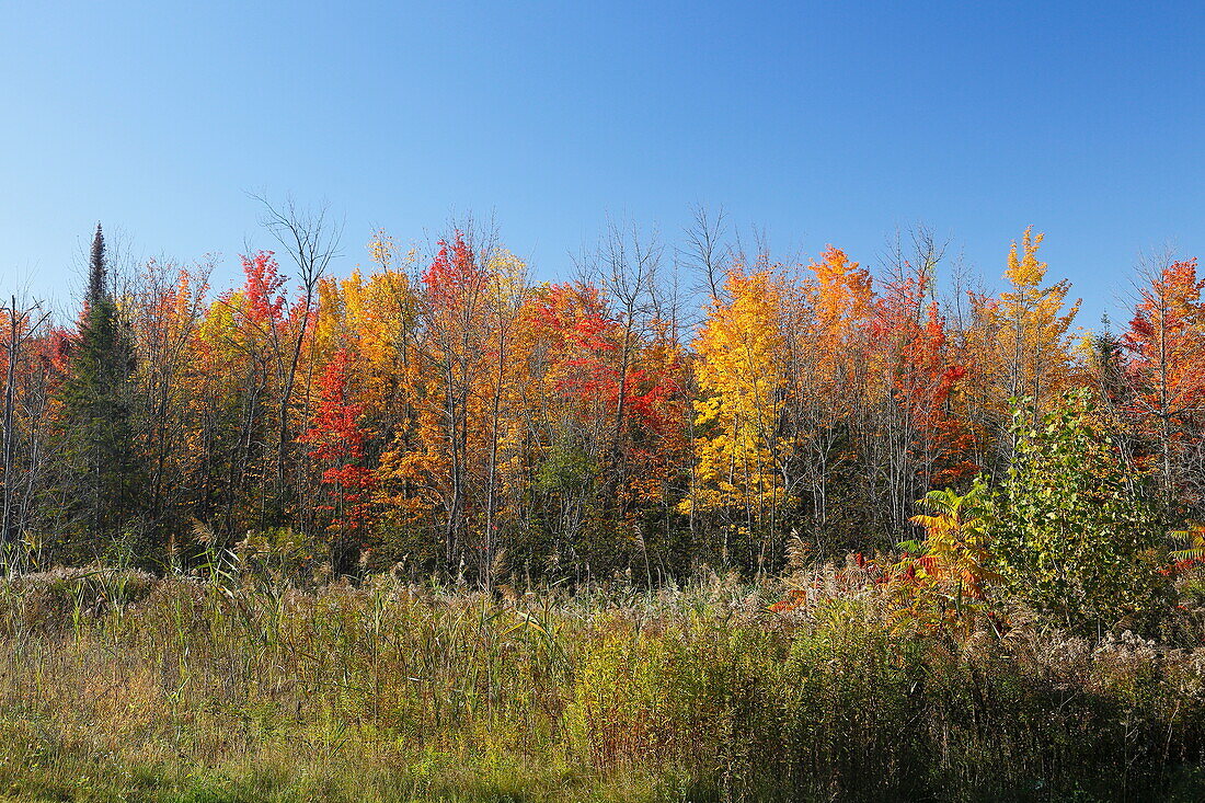 Landscape in the province of Ontario, Canada