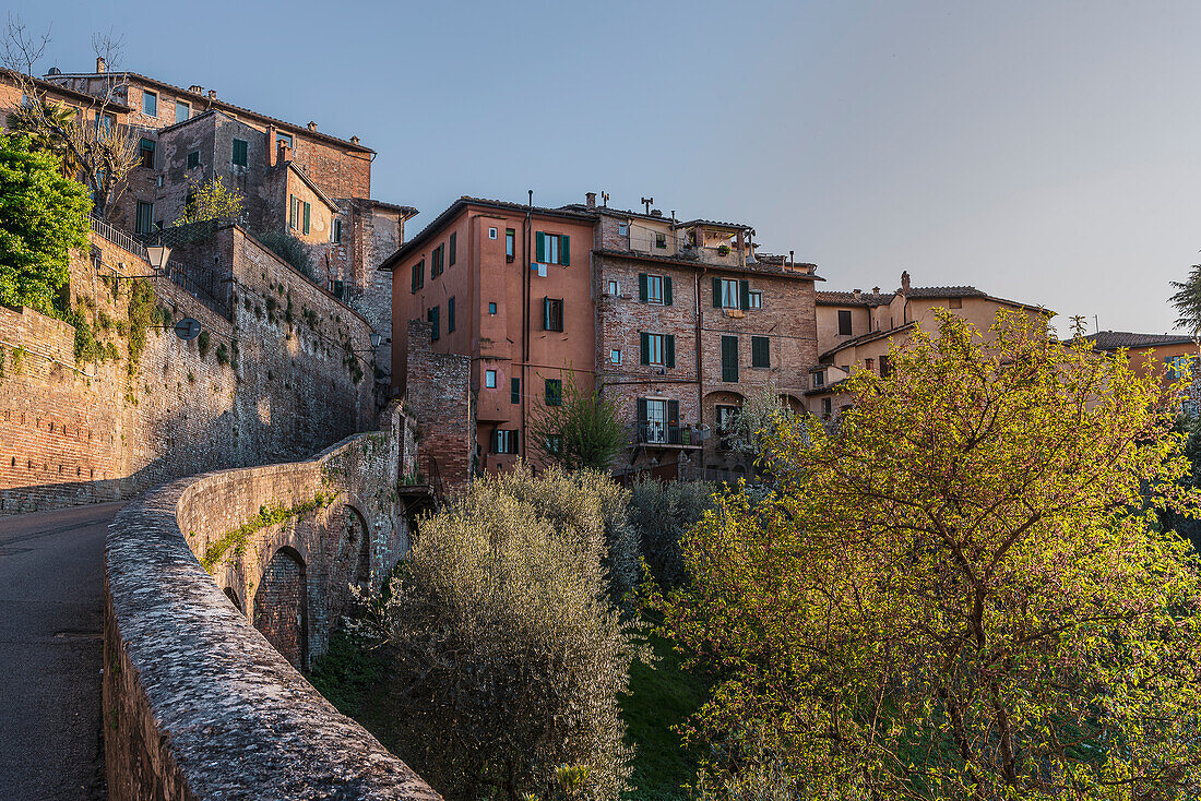 Blick auf blühende Bäume in der Altstadt Siena, Toskana, Italien, Europa