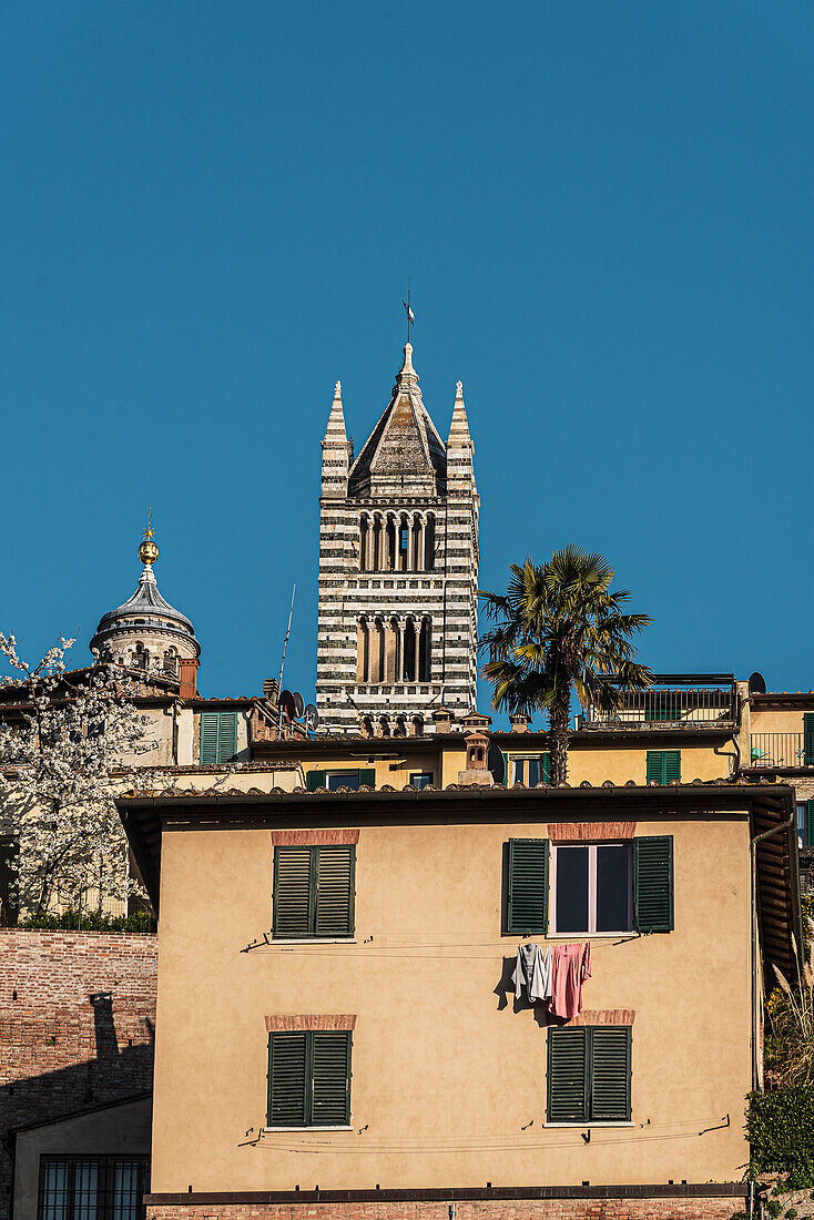 View of the bell tower of the Duomo, Siena, Tuscany, Italy, Europe