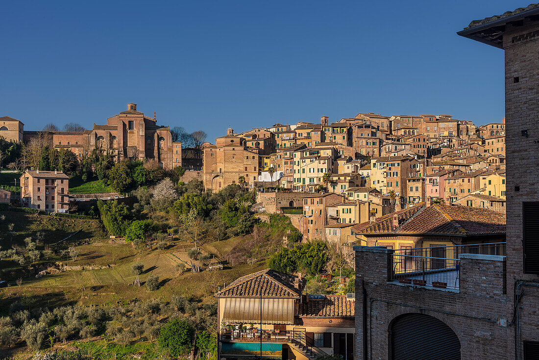 View of old town and church Basilica di San Domenico, Siena, Tuscany, Italy, Europe