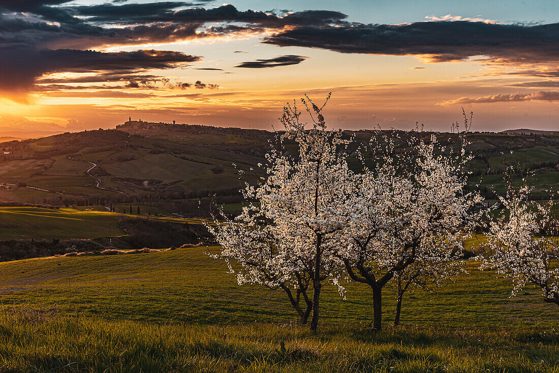 Baum mit Blüten vor Panorama von Pienza, Val d'Orcia, Provinz Siena, Toskana, Italien, UNESCO Welterbe,  Europa