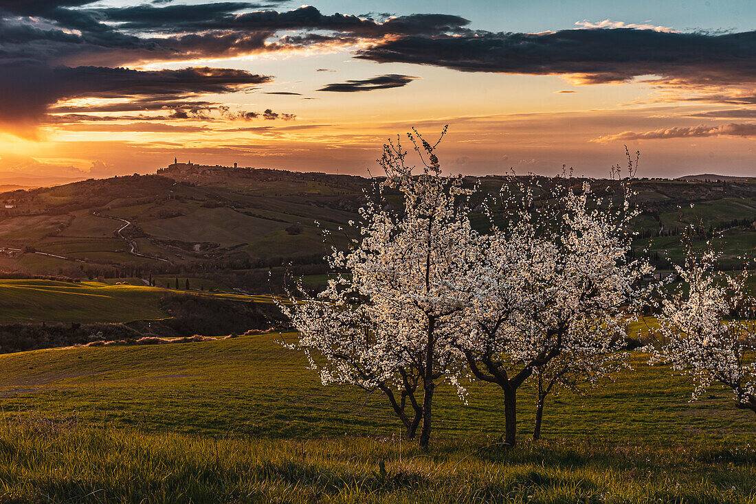 Tree with blossoms in front of Panorama of Pienza, Val d'Orcia, Province of Siena, Tuscany, Italy, UNESCO World Heritage, Europe