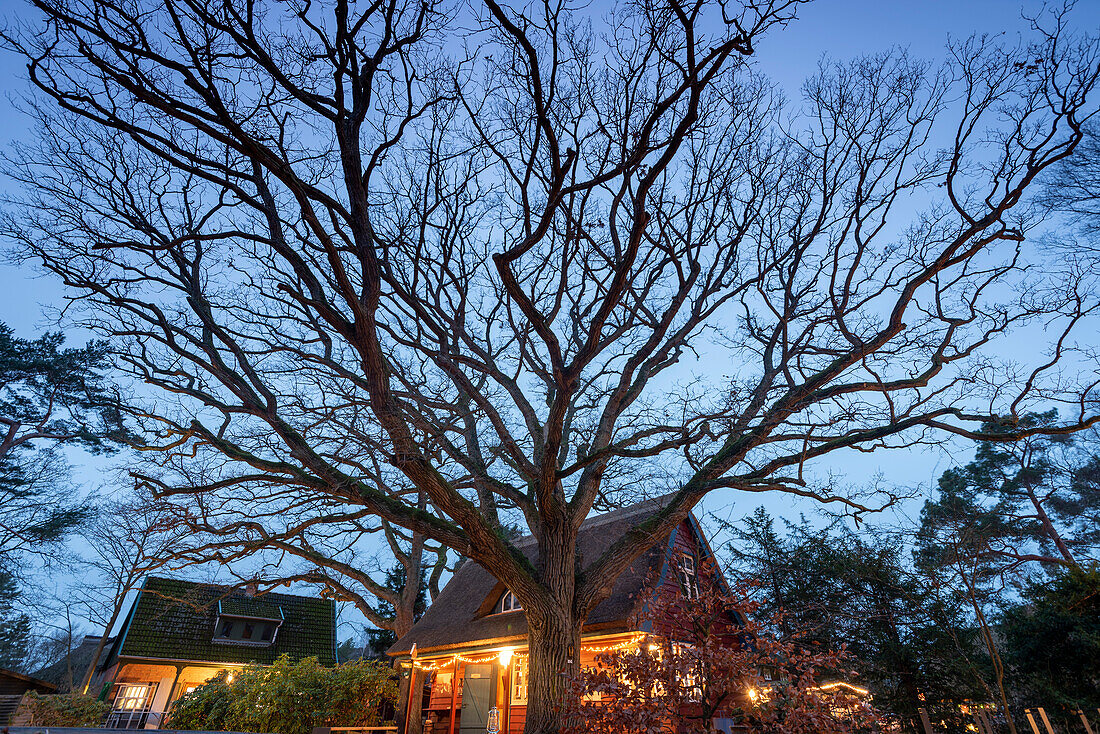 Darß-Museum Prerow, branching tree, Fischland-Darß-Zingst Baltic Sea peninsula, Prerow, Mecklenburg-West Pomerania, Germany