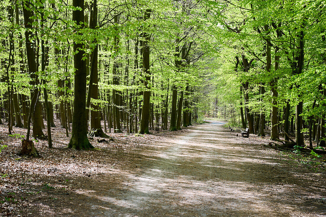 Frisches Grün auf den Wanderwegen im Naturschutzgebiet Wernerwald, Cuxhaven, Niedersachsen, Deutschland