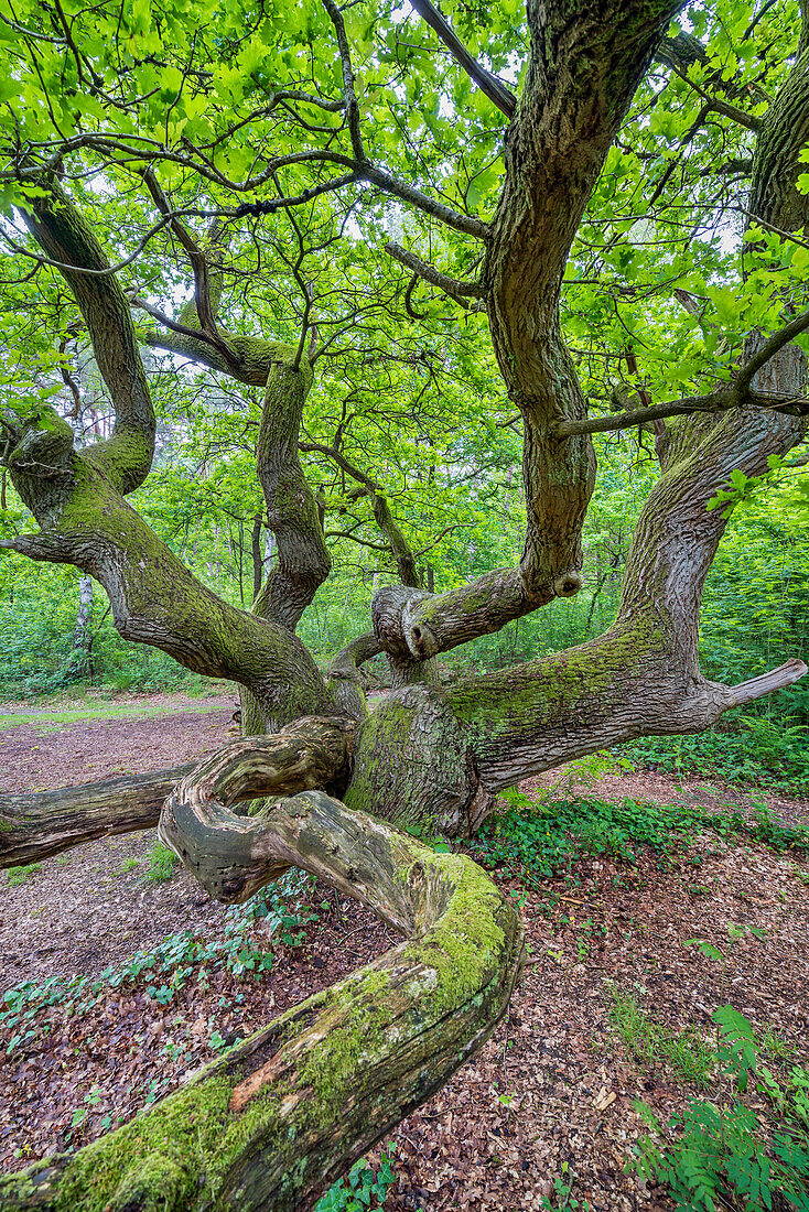 Eiche im Kratteichenwald am Holzberg bei Buchholz, Niedersachsen, Deutschland