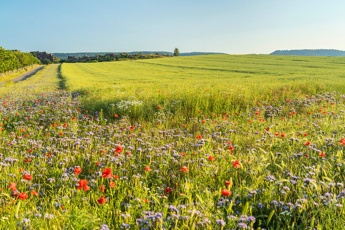 Feld an der Teufelsmauer bei Weddersleben, Thale, Harz, Sachsen-Anhalt, Deutschland