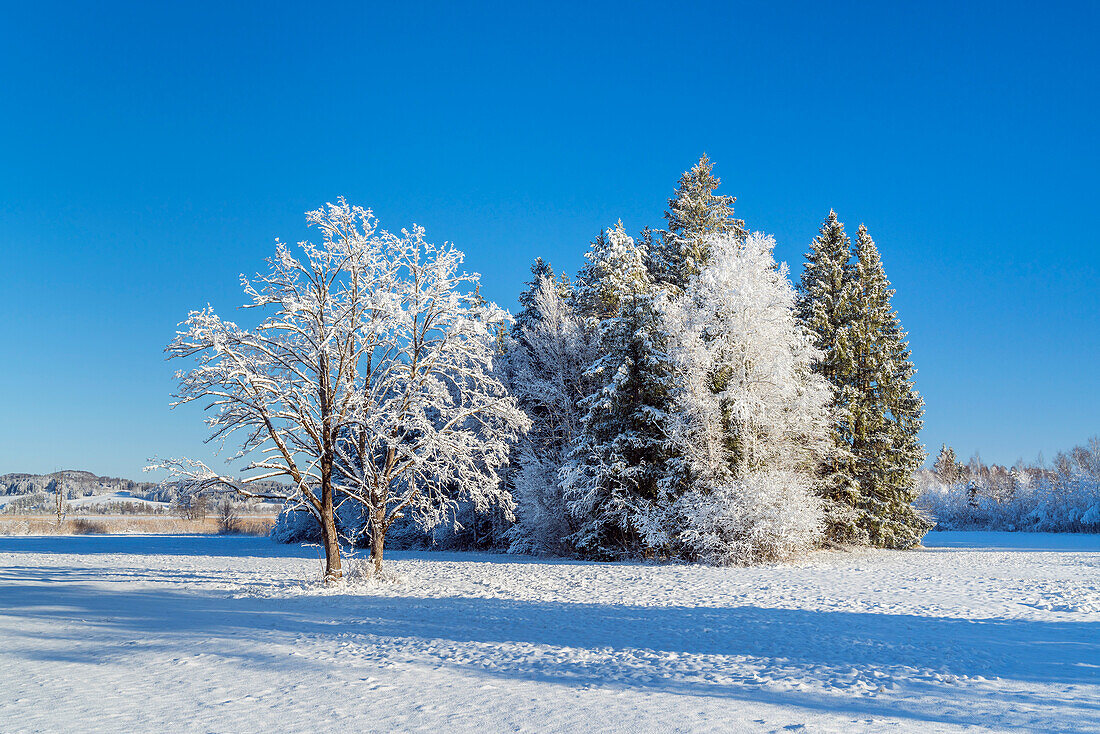 Bäume im Winter, Murnau, Oberbayern, Bayern, Deutschland