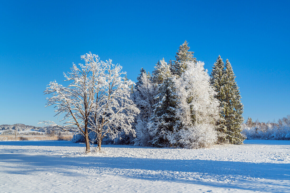 Trees in winter, Murnau, Upper Bavaria, Bavaria, Germany