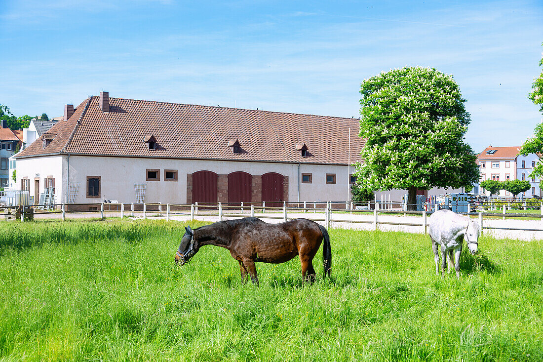 State stud farm and horses in Zweibruecken, Rhineland-Palatinate, Germany