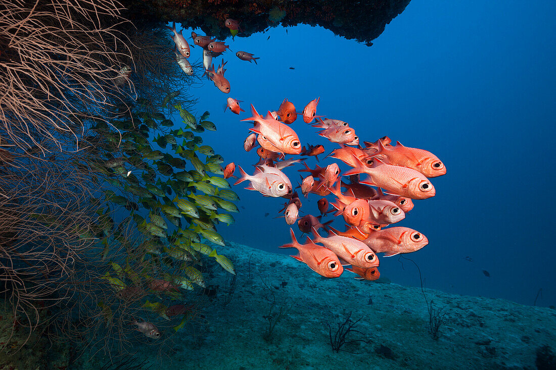 School of White-lined Soldierfish, Myripristis murdjan, North Ari Atoll, Indian Ocean, Maldives