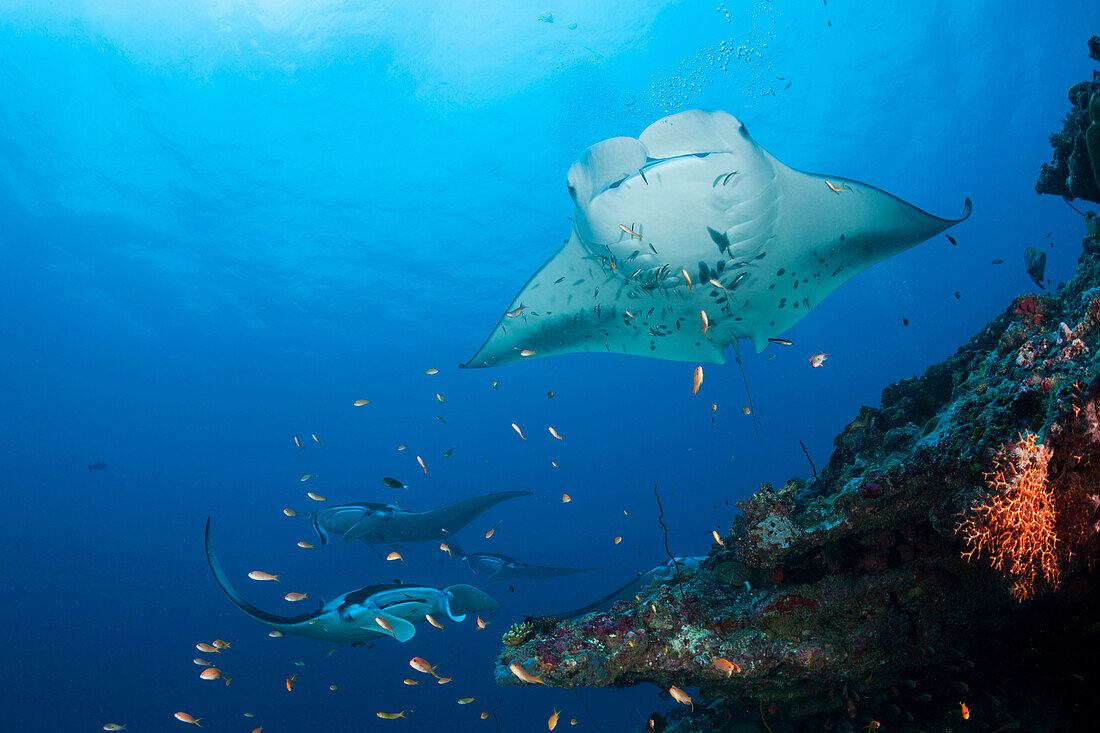 Reef Manta, Manta alfredi, North Ari Atoll, Indian Ocean, Maldives