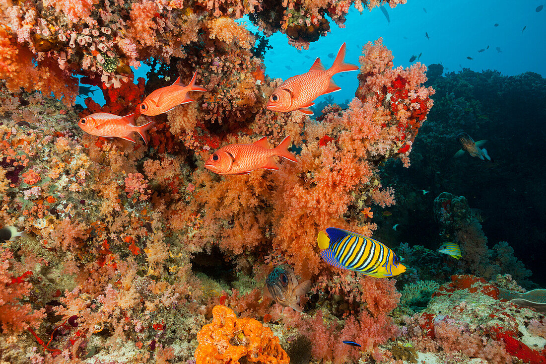 Colorful Coral Reef, North Male Atoll, Indian Ocean, Maldives