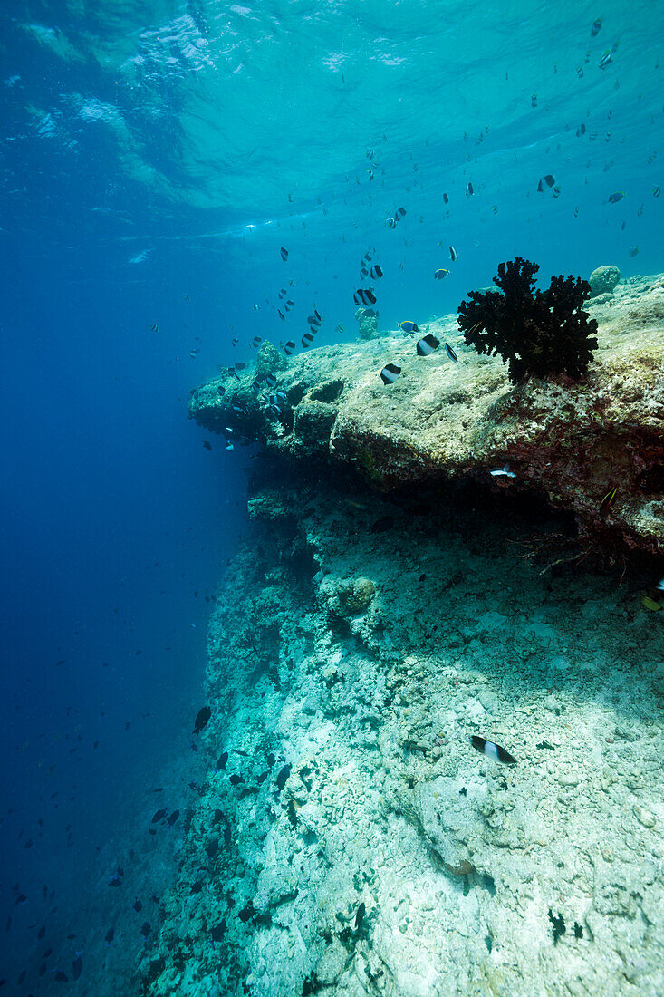Korallenbleiche auf Riffdach, Nord Male Atoll, Indischer Ozean, Malediven