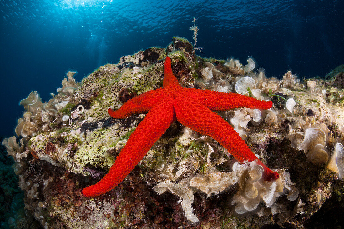 Purple Starfish, Echinaster sepositus, Vis Island, Mediterranean Sea, Croatia