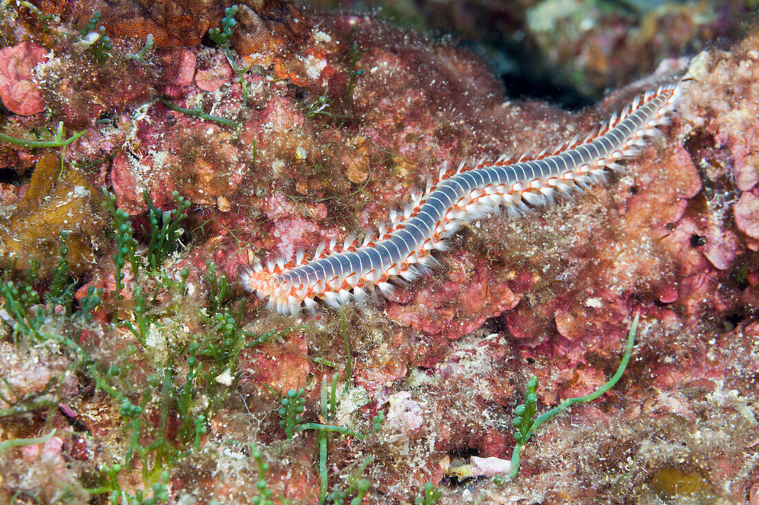 Fireworm, Hermodice carunculata, Vis Island, Mediterranean Sea, Croatia