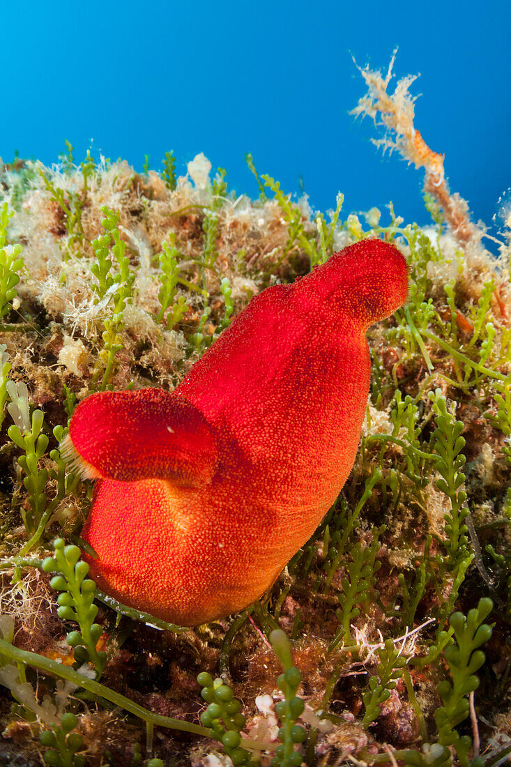 Red Sea Squirt, Halocynthia papillosa, Vis Island, Mediterranean Sea, Croatia