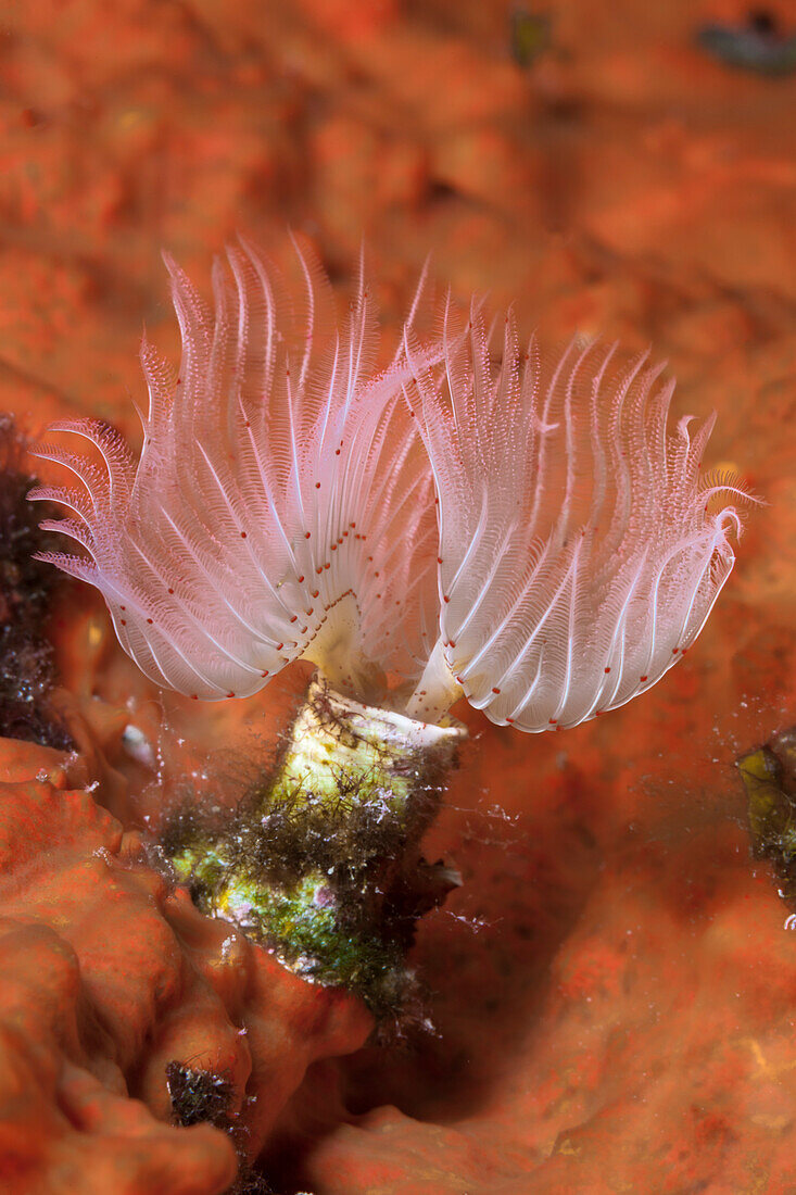 Tubeworm, Protula spec., Vis Island, Mediterranean Sea, Croatia