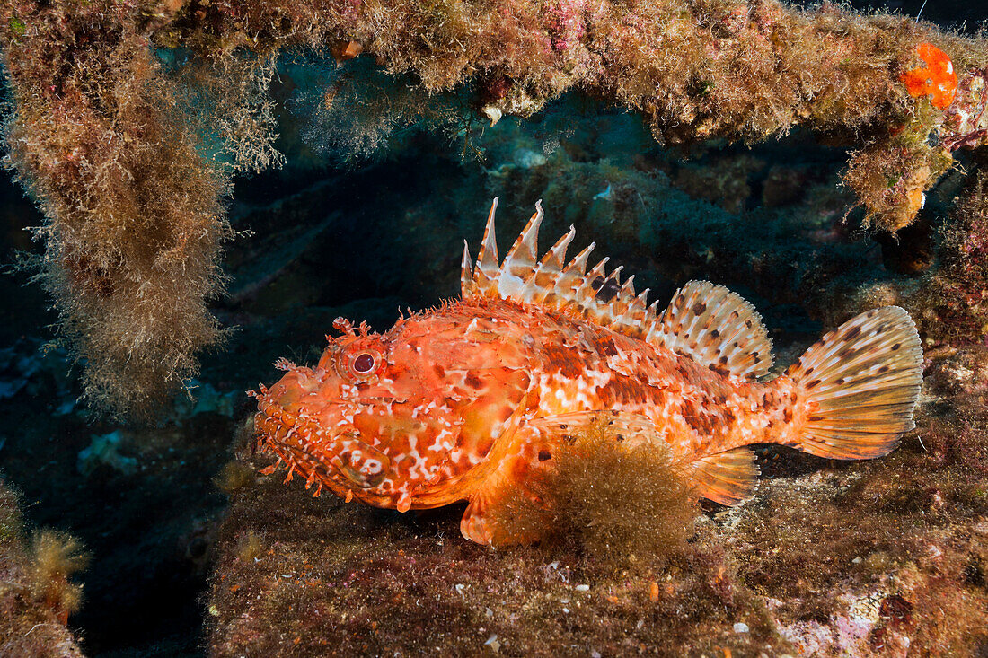 Large red scorpionfish at Teti wreck, Scorpaena scrofa, Vis island, Mediterranean Sea, Croatia