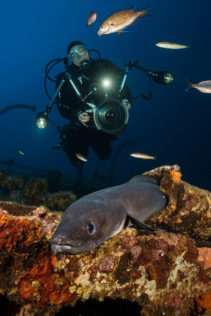 Conger conger at Teti wreck, Conger conger, Vis island, Mediterranean Sea, Croatia