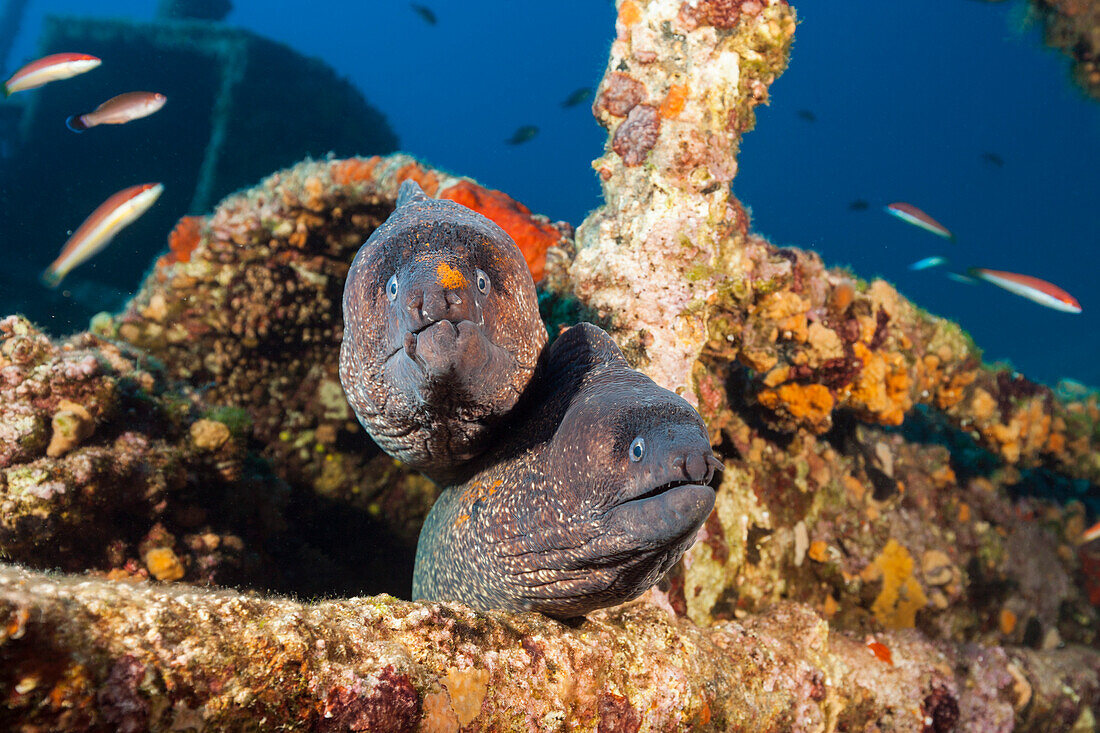 Brown moray eels at Teti wreck, Gymnothorax unicolor, Vis island, Mediterranean Sea, Croatia
