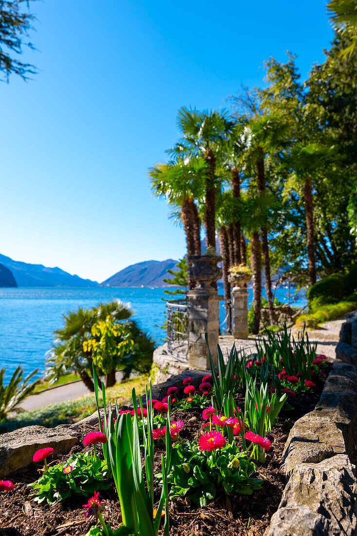 Blume und Palme an einem sonnigen Tag mit klarem Himmel in Lugano, Tessin, Schweiz.