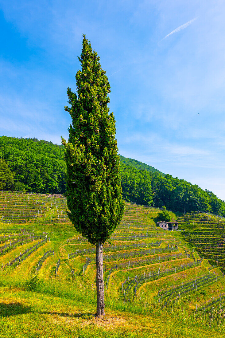 Weinberg mit Blick auf die Berge und Zypresse in Morcote, Tessin, Schweiz.