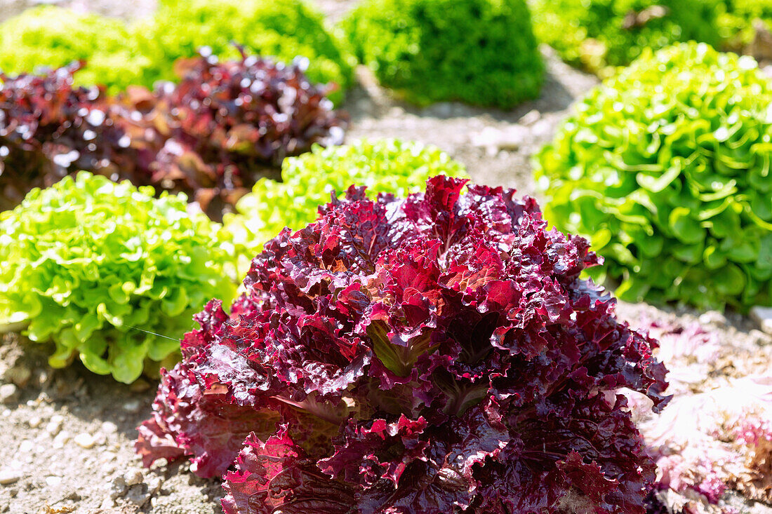 Lettuce cultivation with Lollo Rosso, Lollo Bionda and oak leaf lettuce in the Vilstal near Mettenhausen in the Dingolfing-Landau district in Lower Bavaria, Bavaria, Germany