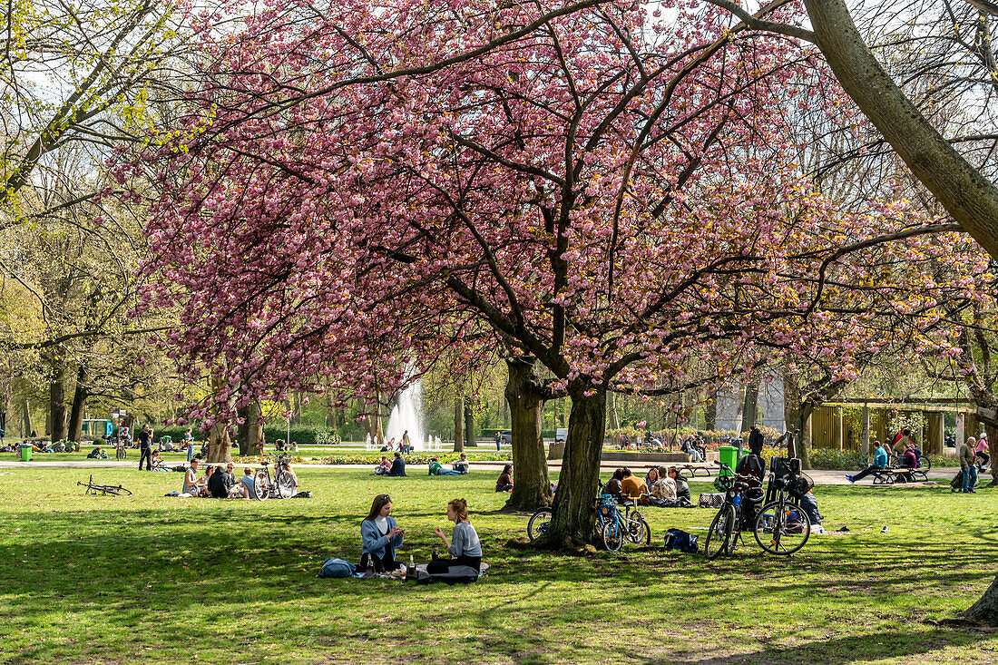 Treptower Park, Kirschblüte, Frühling, Berlin, Deutschland