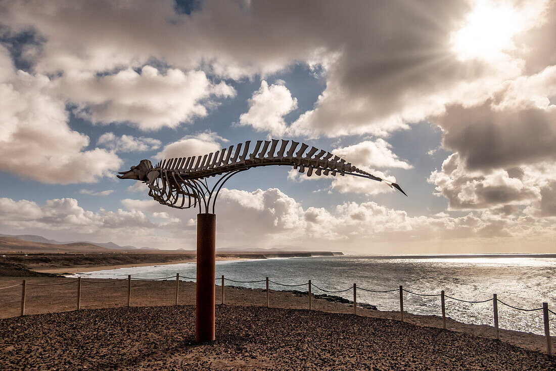 El Cotillo, Castillo del Toston, defense tower, Fortaleza del Toston, skeleton of a beaked whale, Ziphidae, Fuerteventura, Canary Islands, Spain, Europe