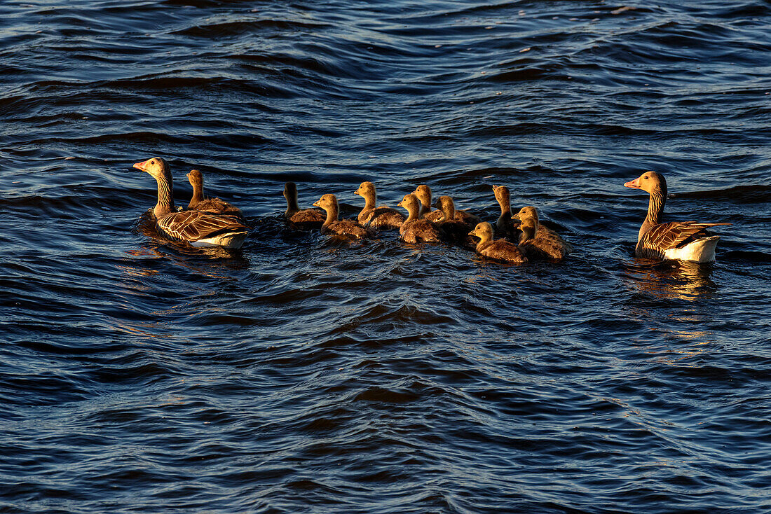 Duck family at the Speicherkoog, Meldorf, Dithmarschen, North Sea coast, Schleswig Holstein, Germany, Europe
